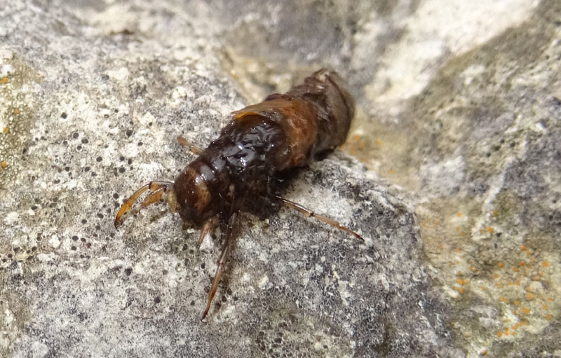 Limnephilidae: larva con astuccio vegetale